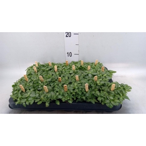 Fittonia verschaf.