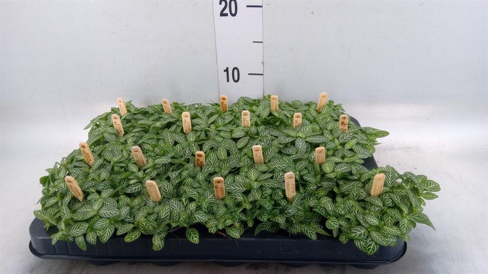 <h4>Fittonia verschaf.</h4>
