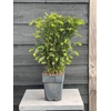 Taxus media Groenland