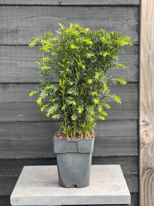 Taxus media Groenland