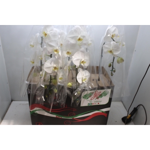 PHALAENOPSIS CASCATA P15 BRANCO MIN 8 FLS