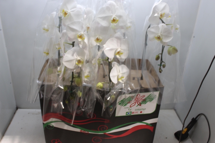 <h4>PHALAENOPSIS CASCATA P15 BRANCO MIN 8 FLS</h4>