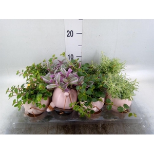 Arr.   Kamerplant Groen L%