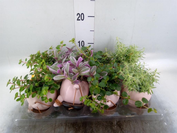 <h4>Arr.   Kamerplant Groen L%</h4>