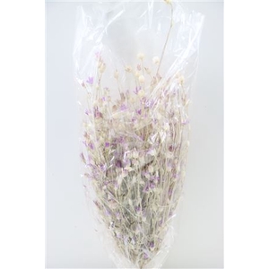 DRIED XERANTHEMUM PURPLE BUNCH