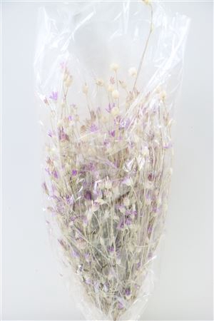 DRIED XERANTHEMUM PURPLE BUNCH