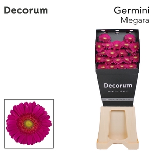 Germini Megara Diamond per kaart