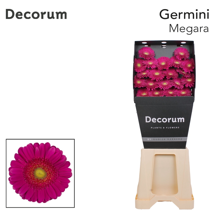 <h4>Germini Megara Diamond per kaart</h4>