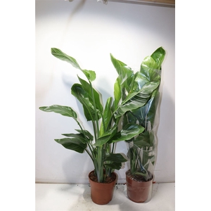Strelitzia Nicolai
