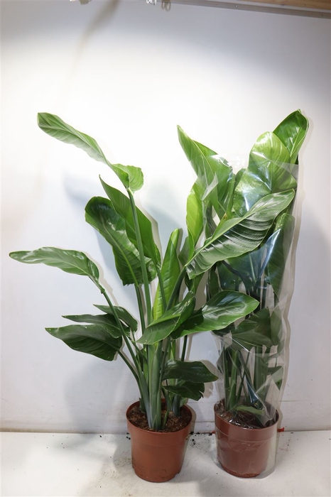 <h4>Strelitzia Nicolai</h4>