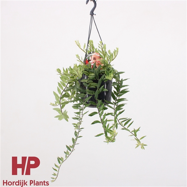 <h4>Aeschynanthus 'Bolero Bicolore'</h4>