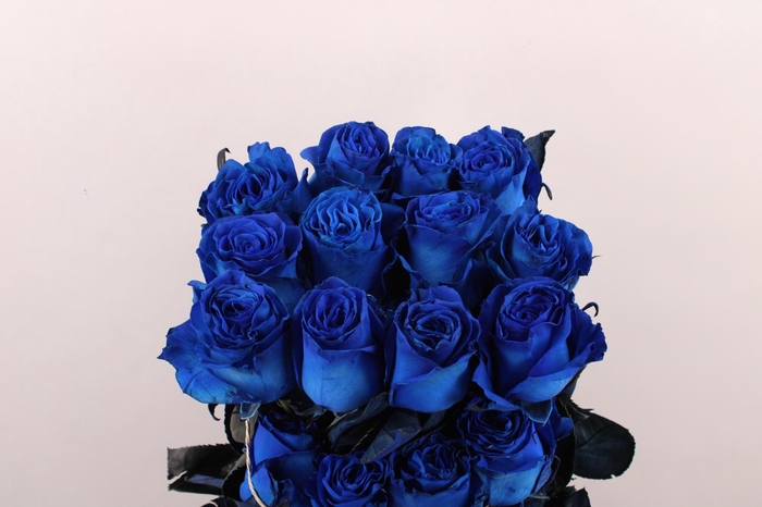 <h4>R Gr Tinted Blue</h4>