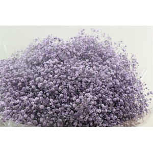 Gyps Grof Milka (dip)