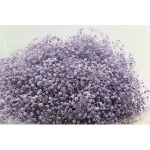 Gyps Grof Milka (dip)