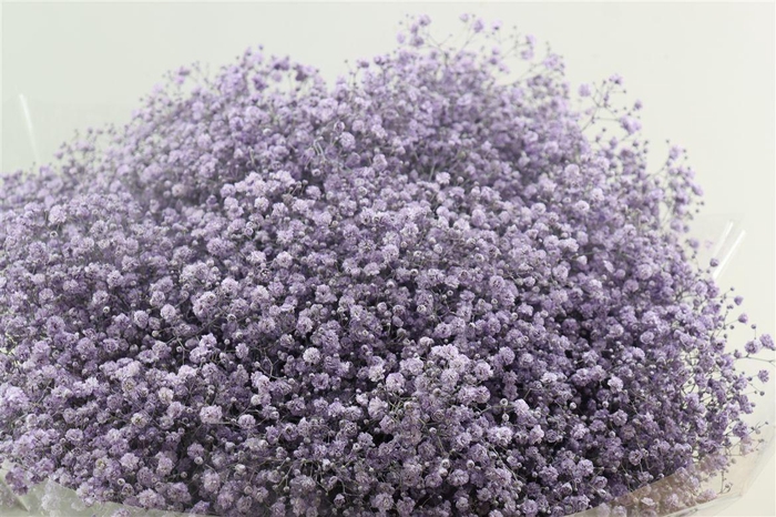 <h4>Gyps Grof Milka (dip)</h4>