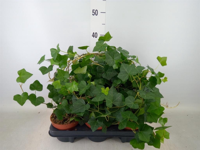 <h4>Hedera hibernica</h4>