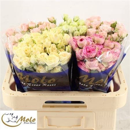 <h4>Rosa tros gemengd in fust</h4>