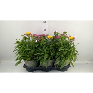Vaste pltn   ...mix in pot [Perenni