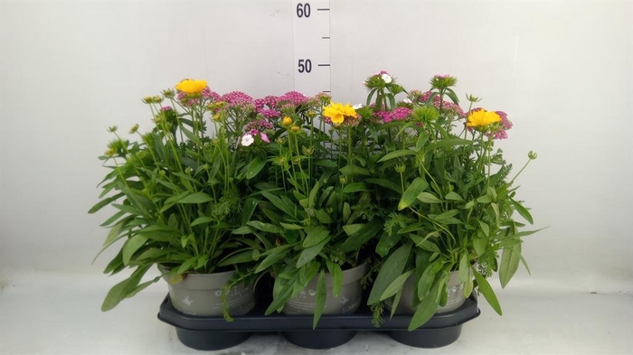 <h4>Vaste pltn   ...mix in pot [Perenni</h4>
