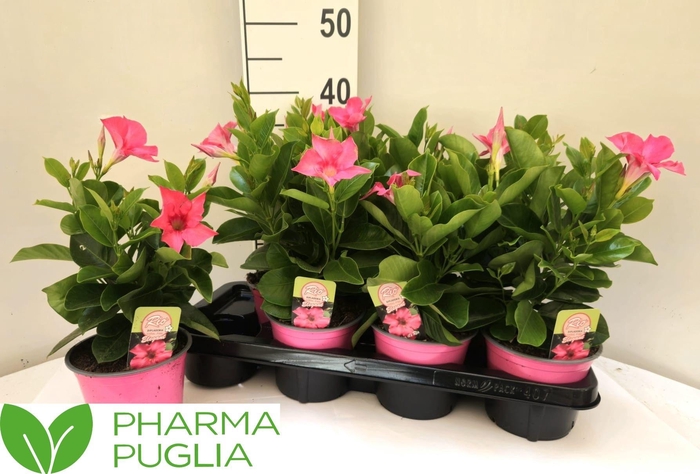 <h4>MANDE RIO PINK</h4>