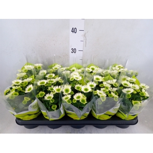 Chrysanthemum  'Splash Meadow'