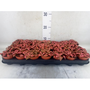 Fittonia verschaf. 'Forest Flame'