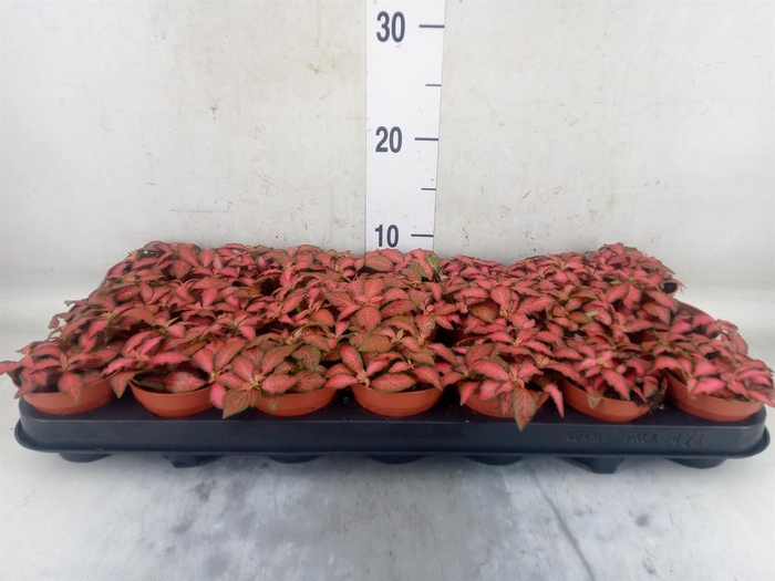 <h4>Fittonia verschaf. 'Forest Flame'</h4>