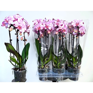 PHAL EL CASCADE
