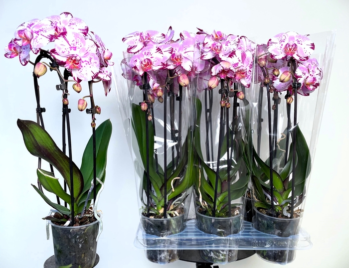 <h4>PHAL EL CASCADE</h4>