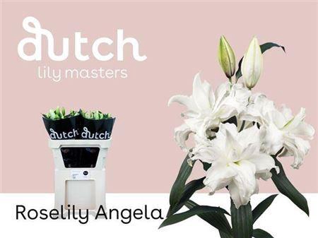 <h4>Li Or Du Angela</h4>