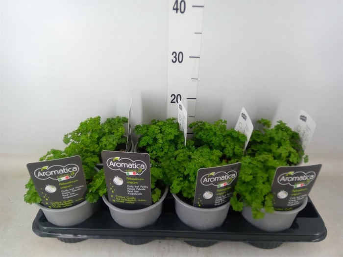 <h4>Tuinkruiden ...</h4>