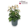 Aquilegia Overig Spring Magic White