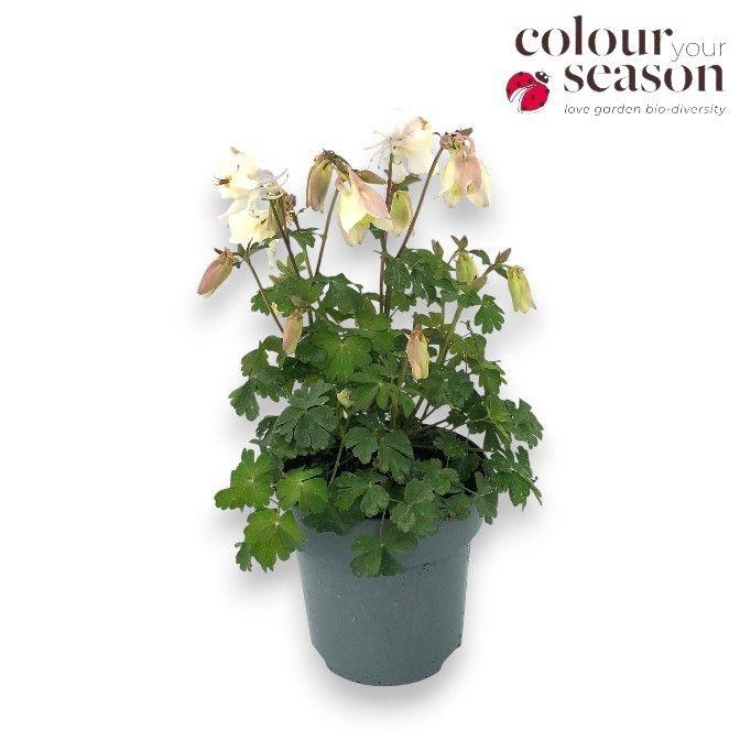 Aquilegia Overig Spring Magic White