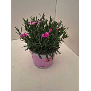 Dianthus Pink Kisses