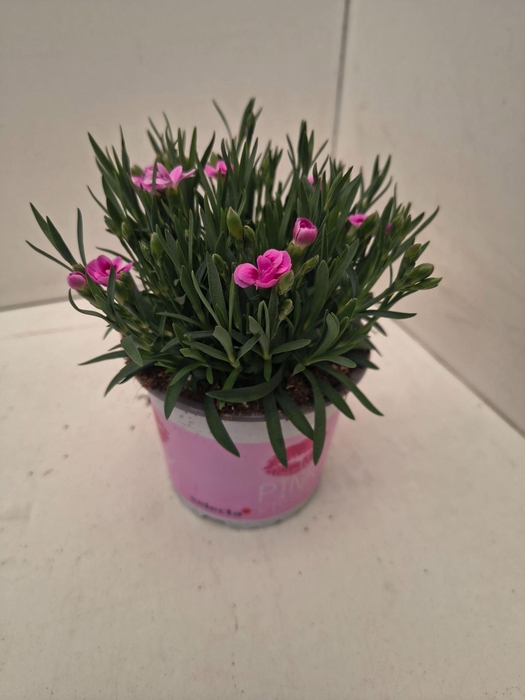 <h4>Dianthus Pink Kisses</h4>