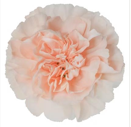 <h4>Di St Novia</h4>