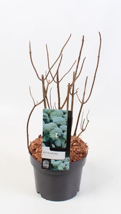 <h4>Hydrangea Arborescens 'Annabelle' 17 cm</h4>