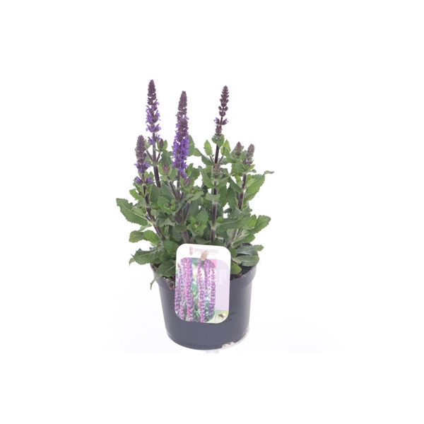 <h4>Salvia nemorosa Sens comp Deep Blue</h4>