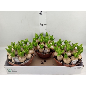 Hyacinthus orie. 'Pearl White'