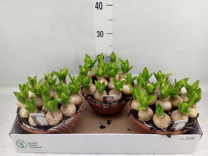 <h4>Hyacinthus orie. 'Pearl White'</h4>