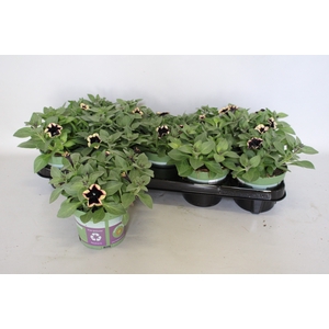 Petunia Sanguna Deep Burgundy