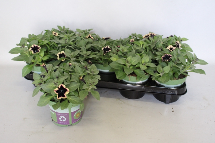 <h4>Petunia Sanguna Deep Burgundy</h4>