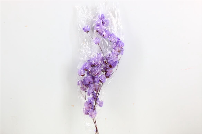 Dried Bougainvillea X5 55cm Dark Lavendel Bunch