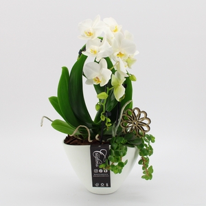 PHAL-2421 Phalaenopsis creatie