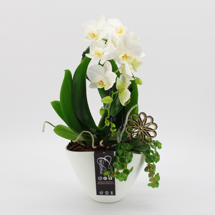 <h4>PHAL-2421 Phalaenopsis creatie</h4>