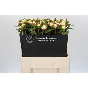 Paeonia Duchesse De Nemours