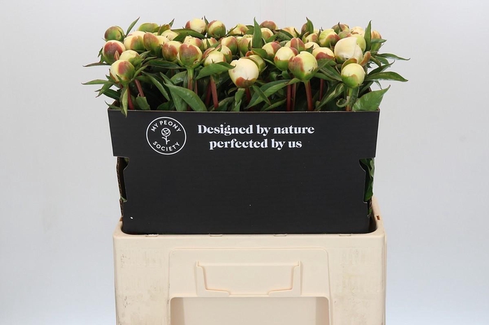 <h4>Paeonia Duchesse De Nemours</h4>