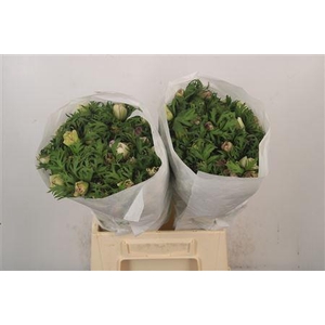 Anemone Mistral Malva Edge