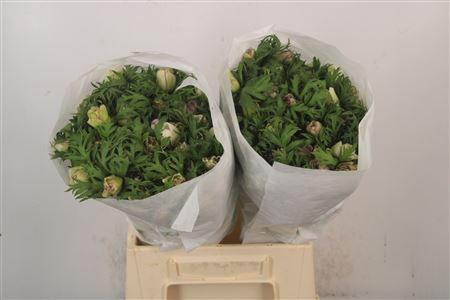 <h4>Anemone Mistral Malva Edge</h4>