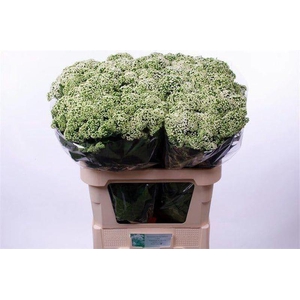 Eupatorium White Braunlaub Nabuurs